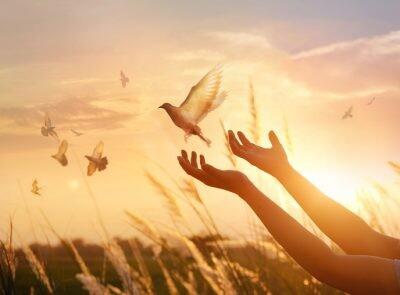 Woman praying and free bird enjoying nature on sunset background, hope concept for forgiveness