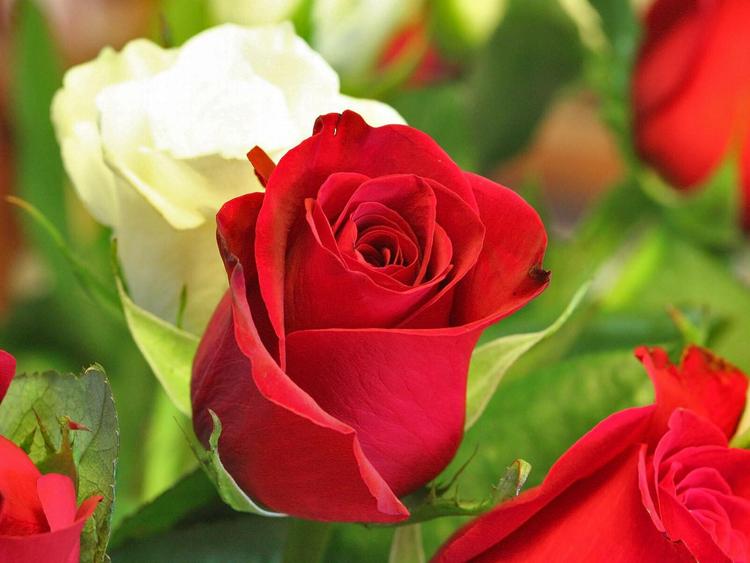 red roses with white rose